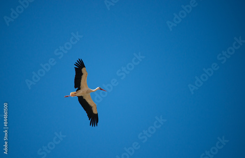 White stork (Ciconia ciconia) flying with spread wings to the right