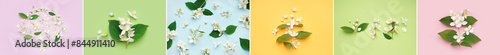 Collage of fresh jasmine flowers and green leaves on color background, top view