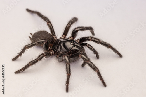 Sydney Funnel-web Spider on white background
