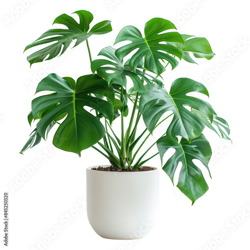 Vibrant monstera deliciosa plant in a white pot, showcasing lush green leaves and a modern indoor aesthetic. isolated on white background. transparent background.