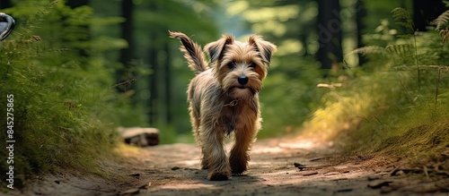 A terrier wandering freely on a forest road with no signs of any other presence providing ample opportunity for a captivating copy space image