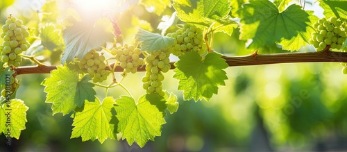 In spring the agriculture nature background comes alive with grapevine shoots adorned with flower buds and leaves creating a captivating copy space image