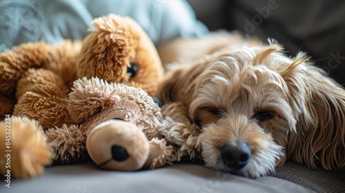 Focus on a cute dog dozing on a plush animal