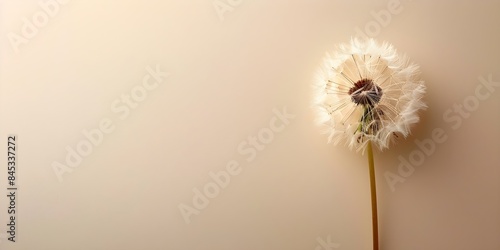 Elegant dandelion condolence card with neutral background for supporting during loss. Concept Condolence Card, Dandelion Design, Elegant, Neutral Background, Loss Support