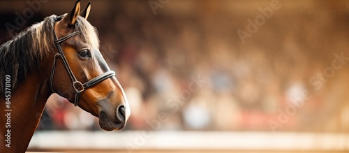 background defocusing portrait of a horse in an arena. Creative banner. Copyspace image