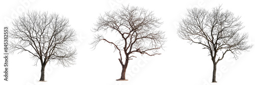 set of leafless trees cutout isolated on transparent background