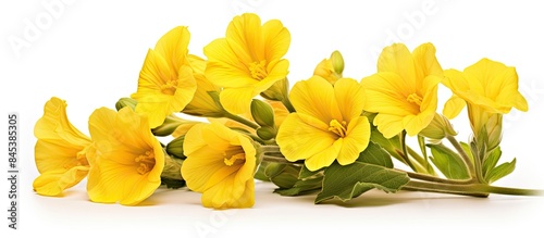 morning time of yellow primrose oenothera frutcosa flower isolated on white. Creative banner. Copyspace image