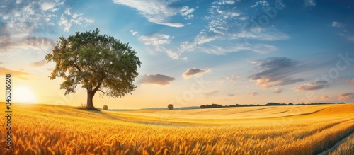 Beautiful wheat landscape on Sunny day Blue sky Ripe wheat Gold Wheat flied panorama with tree at sunset rural countryside Wheat field and countryside scenery. Creative banner. Copyspace image