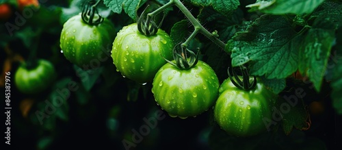 Green tomato on bush. Creative banner. Copyspace image