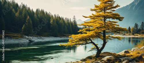 larch on the background of the river. Creative banner. Copyspace image