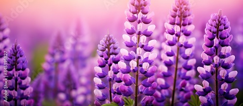 Purple lupin flowers in spring. Creative banner. Copyspace image