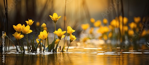 Spring background with yellow flowering plants of gold color in early spring Beautiful yellow flowers The splendor of marsh flowers Marsh flowers close up Swamp landscape. Creative banner