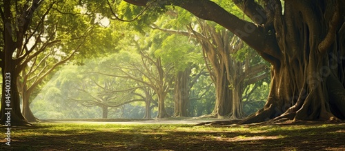 Moreton Bay fig Ficus macrophylla aka Australian banyan tree. Creative banner. Copyspace image