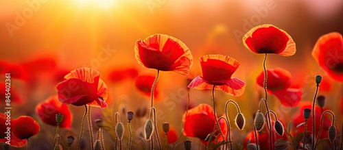 The amazing nature of red poppies under sunlight at sunset of a summer day A natural view of a blossoming flower as a background. Creative banner. Copyspace image