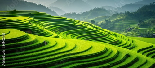 Asian landscape Rice field. Creative banner. Copyspace image