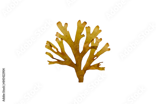 Forked ribbon seaweed or dictyota dichotoma isolated transparent png.