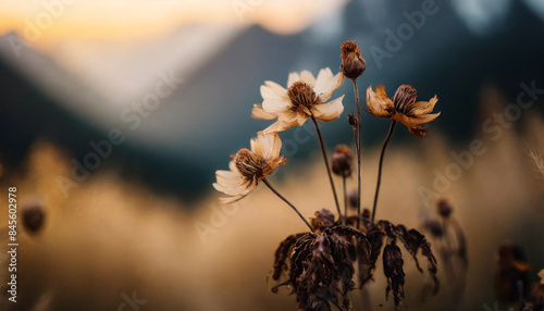 wilting flower with dried petals and drooping stem, captured in soft evening light. The somber scene evokes feelings of decay, time passing, and the inevitability of chang