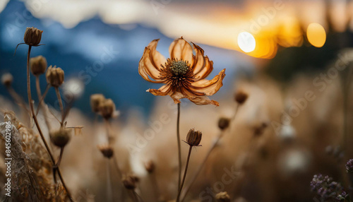 wilting flower with dried petals and drooping stem, captured in soft evening light. The somber scene evokes feelings of decay, time passing, and the inevitability of chang