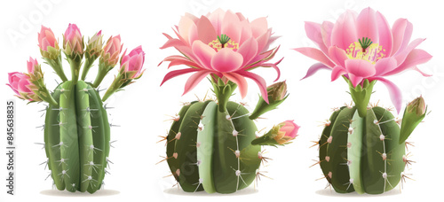 Isolated on a transparent background, night blooming cacti flowers including Queen of the Night, San Pedro, and Moon Cactus