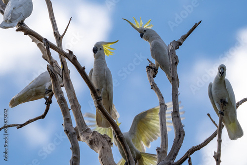 Sulphur-crested cockatoo, Nitmiluk National Park, Northern Territory, Australia