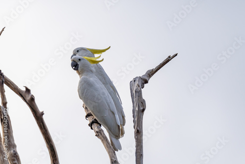 Sulphur-crested cockatoo, Nitmiluk National Park, Northern Territory, Australia