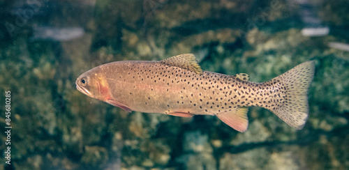 Close up on a Rainbow Trout swimming in a large aquarium at the Grizzle and Wolf Rescue Center.