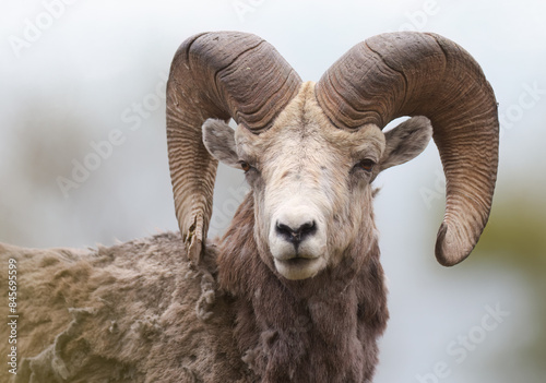 Close up of a bighorn mountain sheep ram