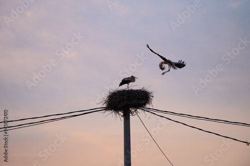 birds on a wire pole nesting