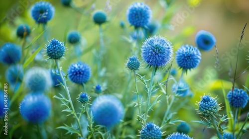The rugged beauty of Echinops ritro a wild thistle is showcased by its spiky blue spherical flowers that entice pollinators