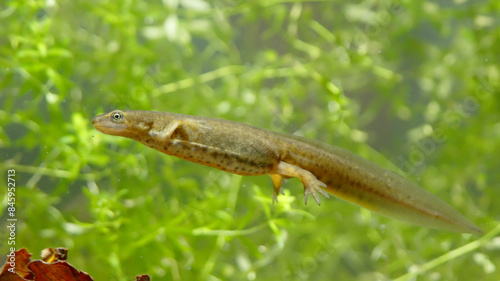 Smooth newt, or common newt in sping underwater, Lissotriton vulgaris
