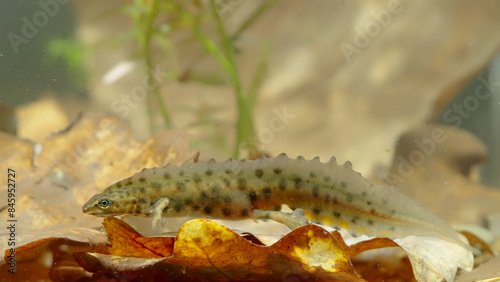 Smooth newt, or common newt in sping underwater, Lissotriton vulgaris