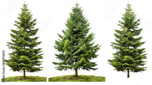 Green spruce trees collection isolated on transparent or white background.png