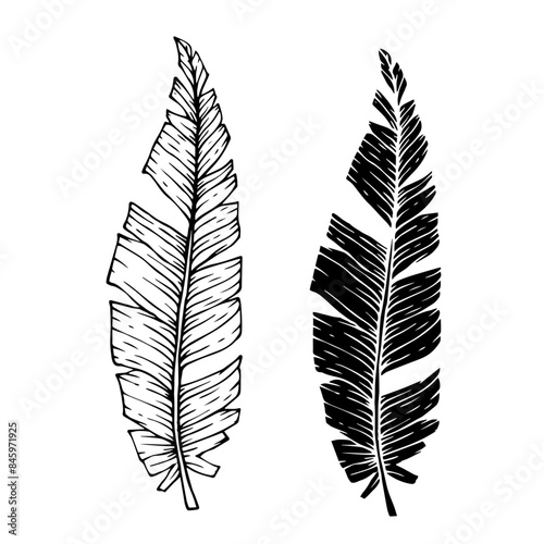 Collection of linear sketches, silhouettes of various tropical leaves. Vector graphics.