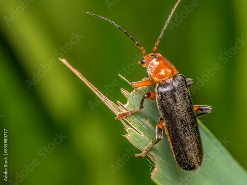 Bombardier beetle sitting on a plant leaf