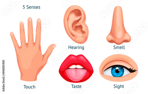 Cartoon sense organs. Five senses and sensation human sensory organ, taste smell hearing touch vision mouth tongue ear nose eye hand, 5 sens