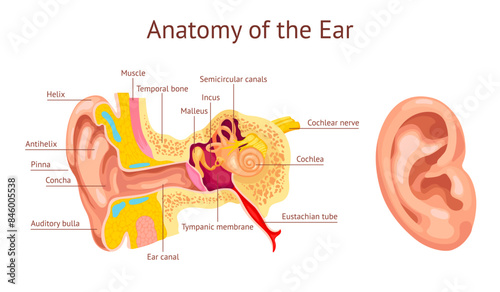 Ear cochlea. Ears anatomy diagram, human auditory system inner organ hear structure stapes vestibular auditory nerve tympanic membrane medical chart, ingenious vector illustration