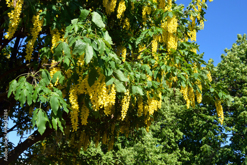 Blooming laburnum tree.