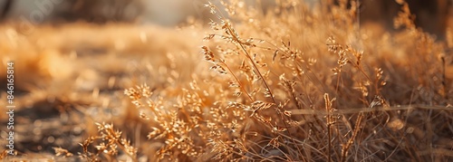 Dried grass after drought background