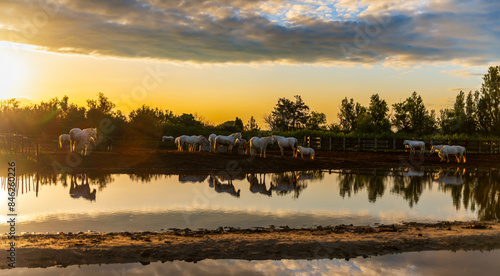 Camargue horses on a ranch in Saintes-Maries-de-la-Mer, at sunrise, in the Bouches du Rhône, in Provence, France