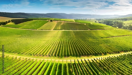 Aerial shot of a sprawling vineyard in a sunny valley, with rows of grapevines stretching to the horizon. 2