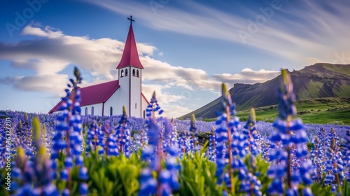 Iconic white church surrounded by blooming lupines in Vík,South Iceland