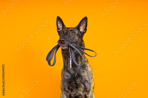 Dutch shepherd dog and leash in the teeth, studio shot