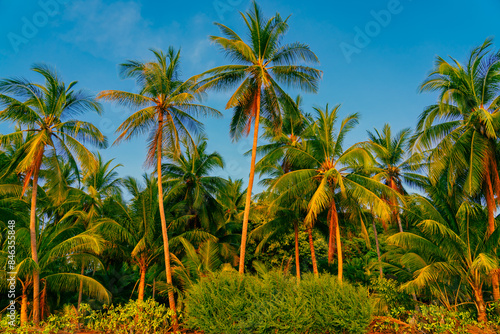 Palm trees against blue sky. Beautiful natural tropical background. 