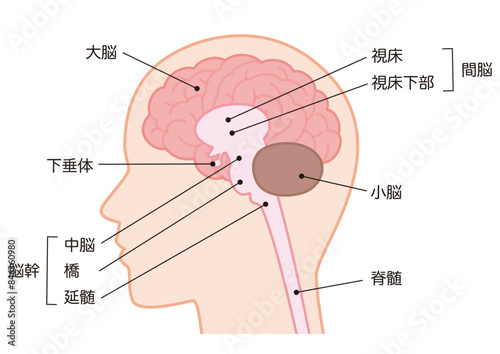 脳の構造