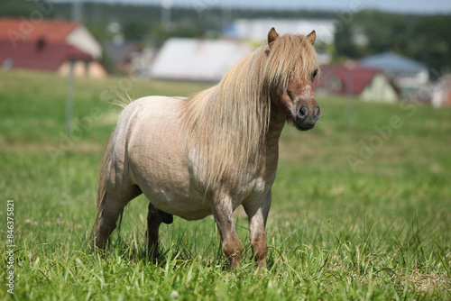 Amazing pony peeing on pasturage