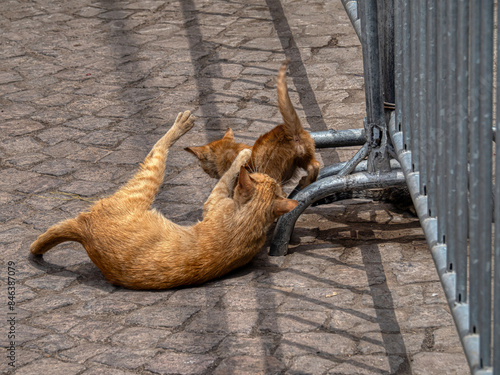 gatos en las calles de marrakech