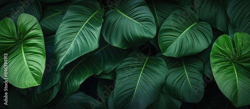 A nature wallpaper featuring a tropical leaves texture with a 21 9 aspect ratio providing a banner for websites and desktops with ample free space for text and advertising