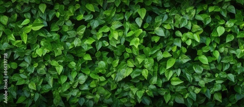 A natural wall made of green leaves acts as a backdrop adding texture to the image s copy space