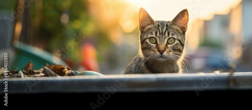 A neutered spayed female bicolor tabby cat with gray and ginger stripes stands on the edge of a green garbage container in a blurred street background with roads and buildings The cat has a left cut