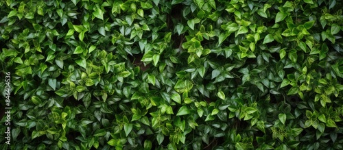 A natural wall made of green leaves acts as a backdrop adding texture to the image s copy space